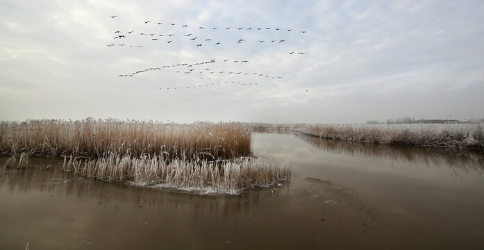 Dutch river and reeds in winter, geese flying over