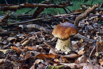 Boletus edulis edible mushroom
