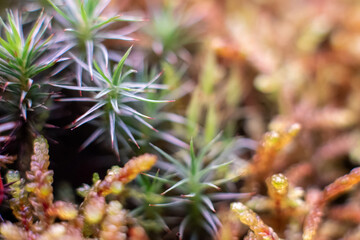 Macro of bryum moss Pohlia nutans with dew drops on forest floor over dark green background