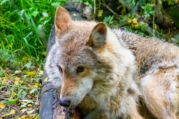 Obraz premium wolf in the woods