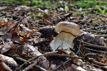 Boletus edulis edible mushroom