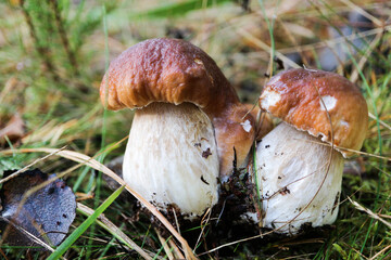 small beautiful boletus edulis porcini mushroom in the sunny forest close up
