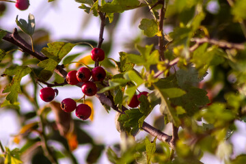 Red barberry