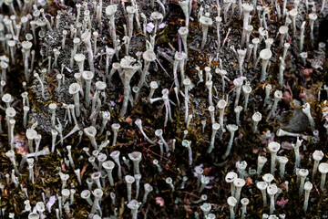 Cladonia Cup lichen. Highly detailed fungus and moss in the outdoors forest.