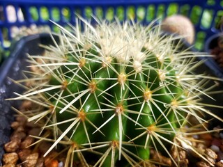 Ichino beautiful cactus in pots