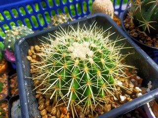 Ichino beautiful cactus in pots
