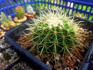 Ichino beautiful cactus in pots