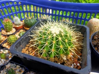 Ichino beautiful cactus in pots