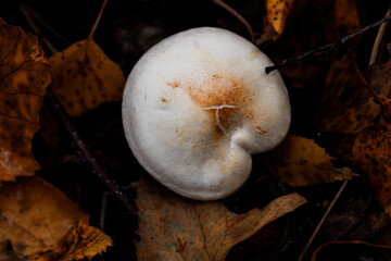 Wild mushroom texture on the tree. Highly detailed fungus and moss in the outdoors forest.