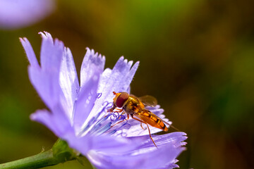 bee on a flower