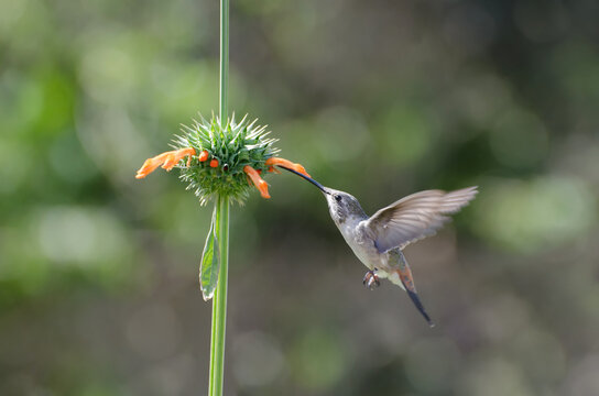 Eat and fly