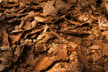 close up of bark on forest floor