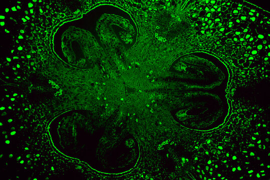 Lily ovary plant cells green fluorescence micrograph