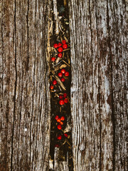 tree trunk with red berries