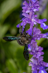 Blaue Holzbiene an einer lila Blüte