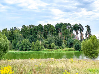 landscape with lake and pines