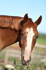 Obraz premium Head of a young brown mare in the corral smmertime on natural background