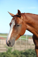 Obraz premium Head of a young brown mare in the corral smmertime on natural background