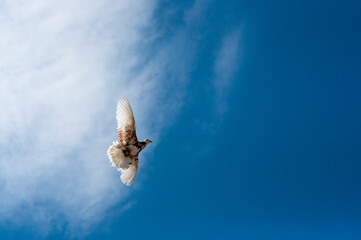 Pigeon flies in the blue sky