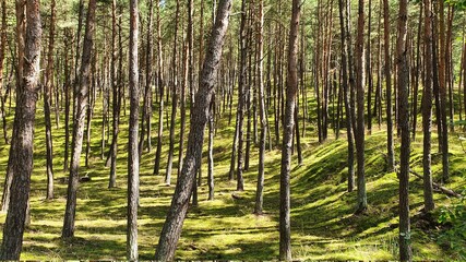trees in the forest