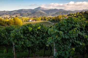 Landscape of txakoli vineyard in Hondarribia in the Basque country