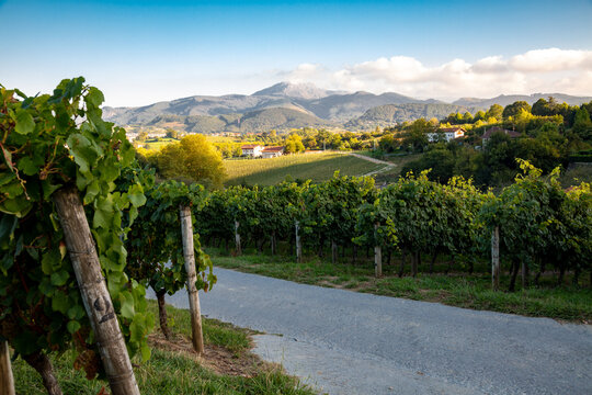 Txakoli vineyard in Hondarribia in the Basque country