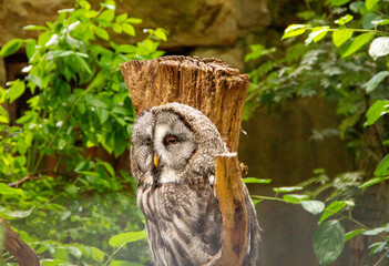 The great grey owl or great gray owl is a very large owl, Strix nebulosa