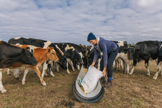 Female farmer feeding dairy cows