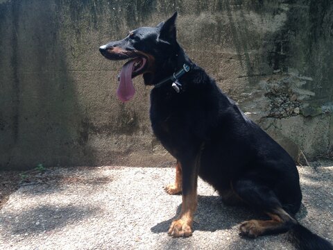 Dog and wall