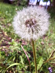 dandelion head