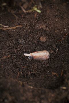 Planting Garlic Bulbs
