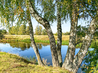 Birch on the riverside