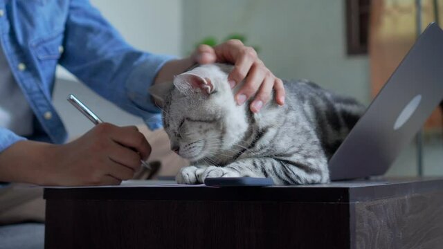 close up american short hair cat sitting on laptop while owner take a break at home for lifestyle concept