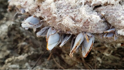 mussels on the rock