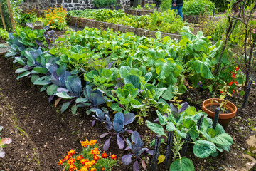 Bauern Garten mit Rote Bete, Rettich und Rüben Anbau