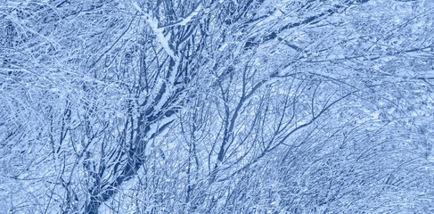 Blue winter landscape with snowy trees. Winter branches of trees in hoarfrost