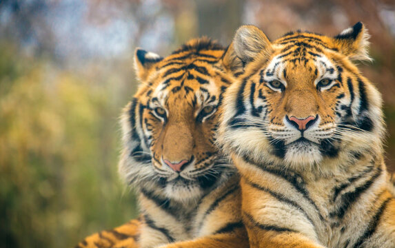 sumatran tigers