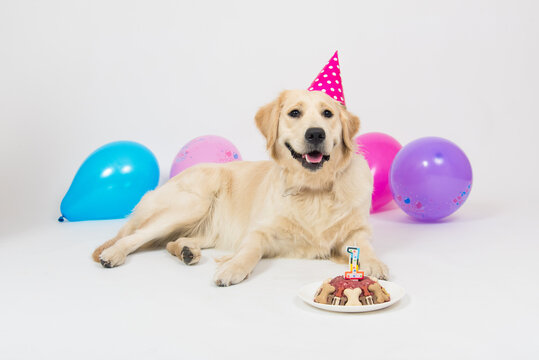 Happy smiling golden retriever puppy dog with birthday hat and meat cake. Isolated on white background