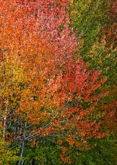 autumn leaves background