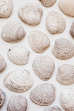 white clam shells on a white background