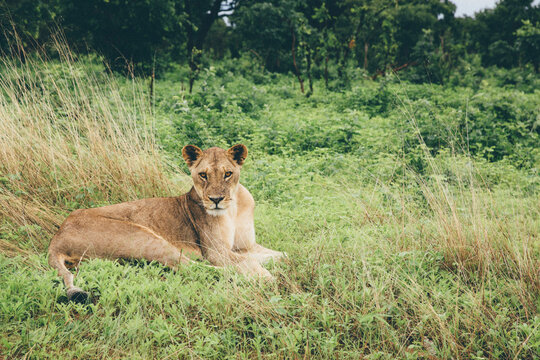 Lioness