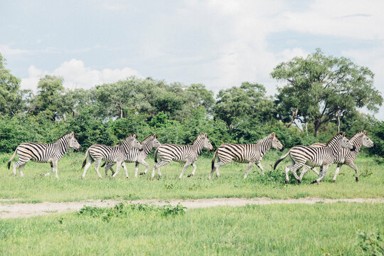 Zebra Running