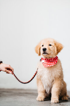 Golden Retriever pet dog