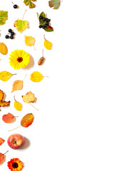 Obraz na płótnie Canvas Colorful Autumn leaves,berries, apples and calendula flowers frame on the white background. Harvest concept flat lay. Copy space