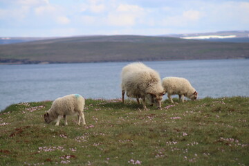 Icelandic Sheep in a beautiful and rough Icelandic landscape 