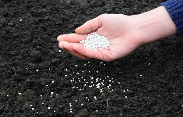 A farmer is adding mineral fertilizers into the soil to replenish minerals and get higher crop yields.