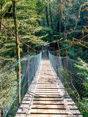 wooden bridge in the forest