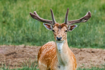 Fallow Deer (Dama dama) in farm, Poland