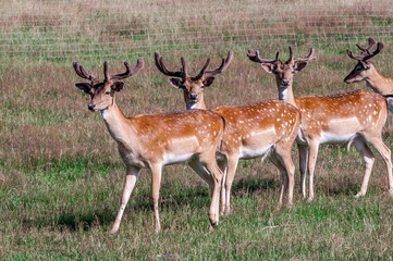 Fallow Deer (Dama dama) in farm, Poland