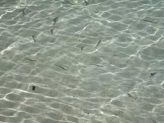 Fish in the clear water